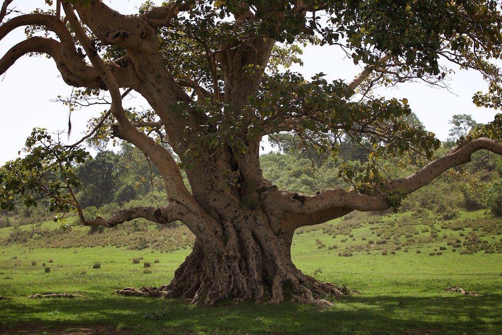 Ethiopia 10